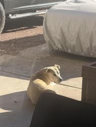 Lost Female Dog last seen 35th ave and Peoria , Phoenix, AZ 85029