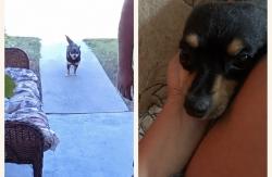 Lost Female Dog last seen Shields and Cedar, Fresno, CA 93703