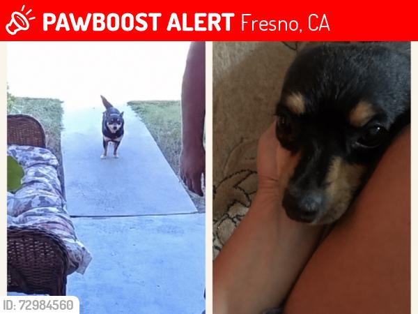 Lost Female Dog last seen Shields and Cedar, Fresno, CA 93703