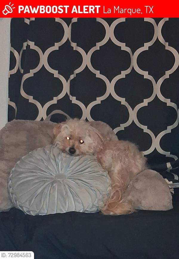 Lost Male Dog last seen Lake Road and Cedar , La Marque, TX 77568