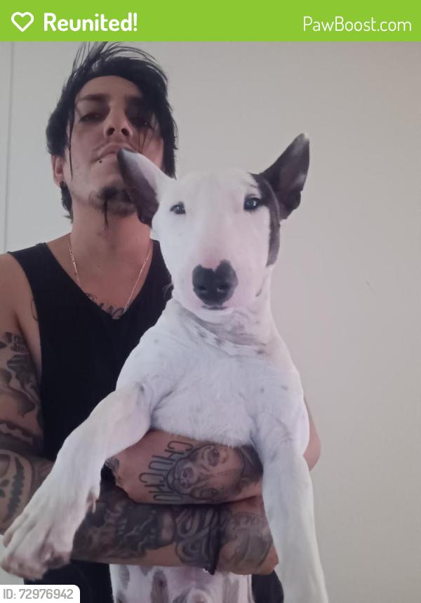 Reunited Male Dog last seen North loop, yarbrough , El Paso, TX 79907