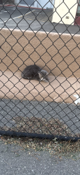 Found/Stray Male Cat last seen 1st Avenue Brooklyn Army pier , Brooklyn, NY 11220