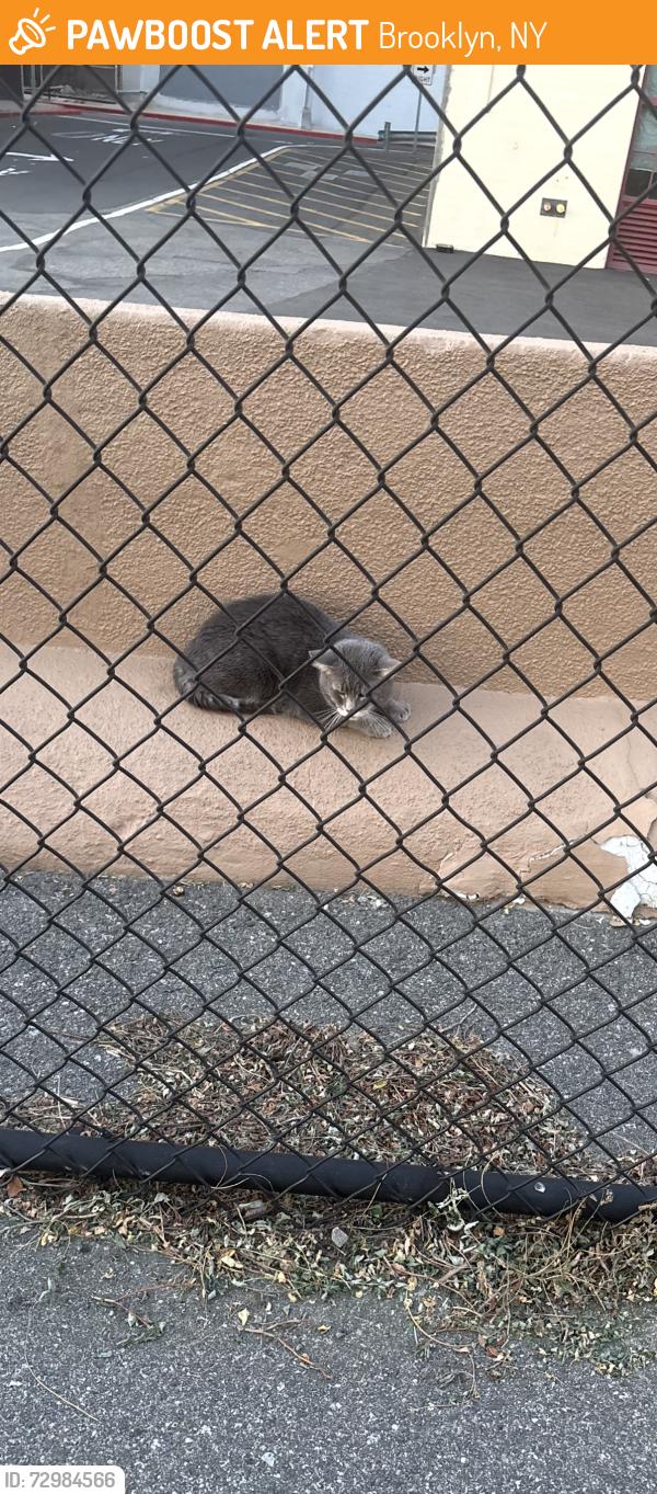 Found/Stray Male Cat last seen 1st Avenue Brooklyn Army pier , Brooklyn, NY 11220