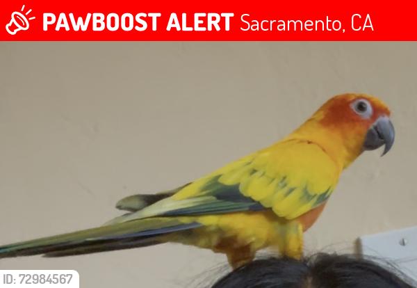 Lost Female Bird last seen 47th and Stockton , Sacramento, CA 95823