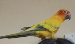 Lost Female Bird last seen 47th and Stockton , Sacramento, CA 95823
