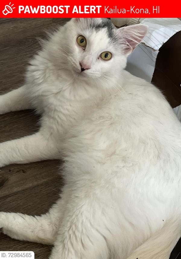 Lost Male Cat last seen Kealakehe elementary, Kailua-Kona, HI 96740