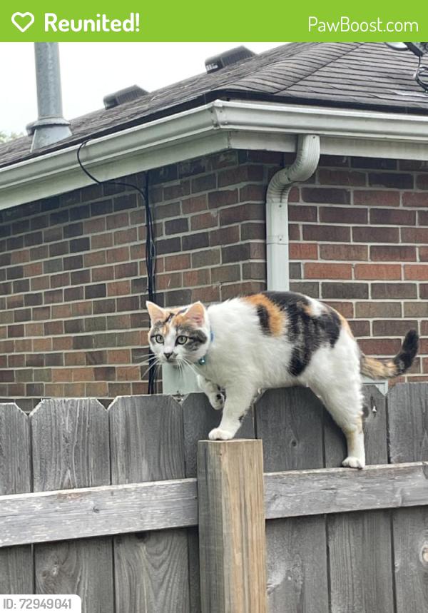 Reunited Female Cat last seen Near NE Pollard St, Lee's Summit, MO 64086, USA, Lee's Summit, MO 64086