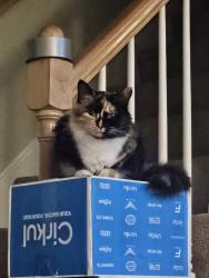 Reunited Female Cat last seen Mason Rd, Milford, NH 03055