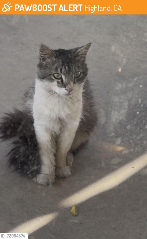 Found/Stray Unknown Cat last seen Orange st, Highland, CA 92346