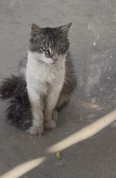 Found/Stray Unknown Cat last seen Orange st, Highland, CA 92346