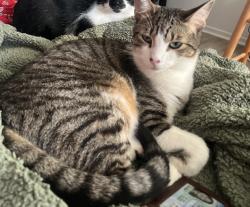 Reunited Male Cat last seen Near Hickory Creek Ln, Columbus, OH 43229, USA, Columbus, OH 43229