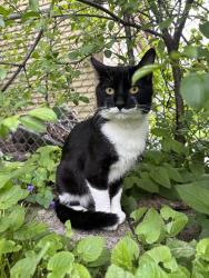 Lost Male Cat last seen Ardmore Middle School, Villa Park, IL 60181