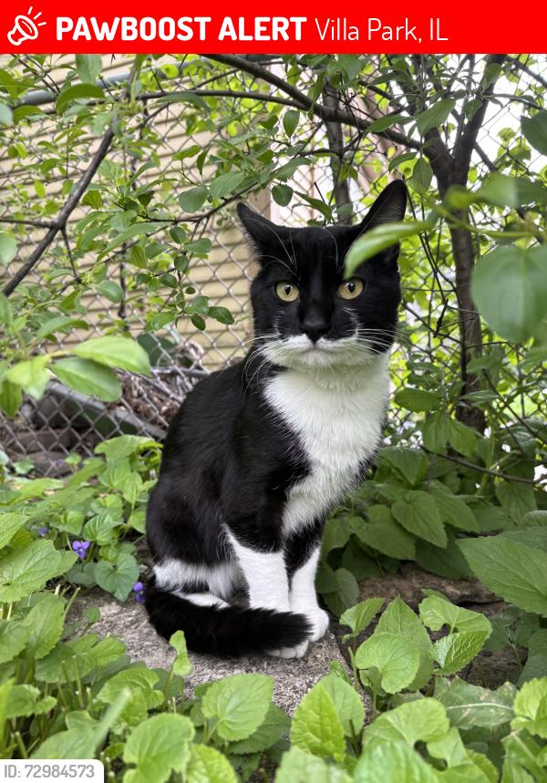 Lost Male Cat last seen Ardmore Middle School, Villa Park, IL 60181