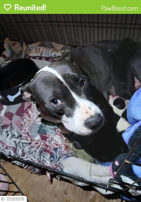 Reunited Female Dog last seen Behind pinedale, New Bern, NC 28560