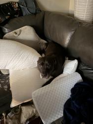 Lost Male Dog last seen Hyde park and Hilliard Rome rd, Hilliard, OH 43026