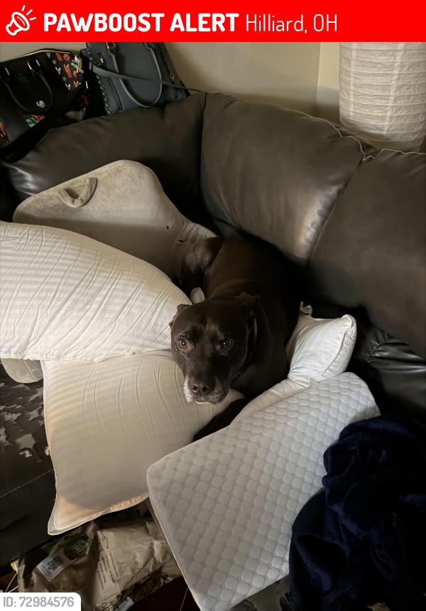 Lost Male Dog last seen Hyde park and Hilliard Rome rd, Hilliard, OH 43026