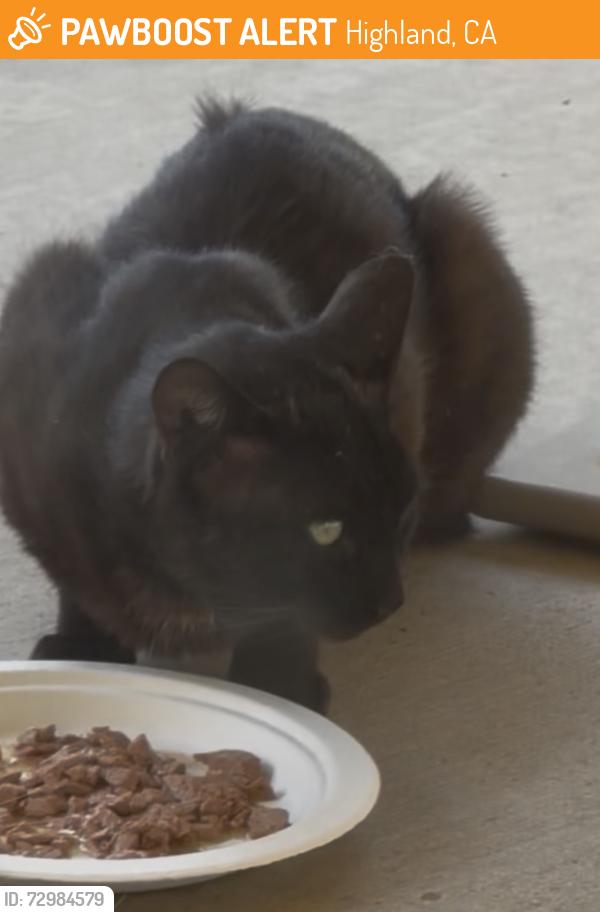 Found/Stray Unknown Cat last seen Orange St, Highland, CA 92346