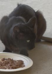 Found/Stray Unknown Cat last seen Orange St, Highland, CA 92346