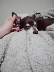 Reunited Female Dog last seen Northbound 35 between exits 64-66, Wynnewood, OK 73098