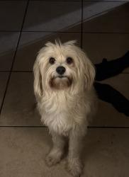 Reunited Male Dog last seen Eastridge , Amarillo, TX 79107