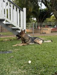 Reunited Female Dog last seen Near Phelan street , Clayfield, QLD 4011