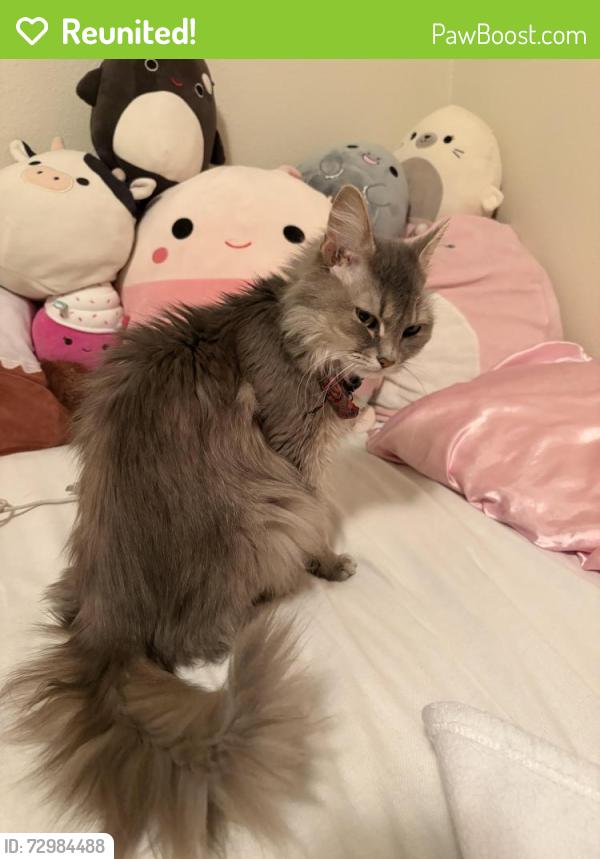Reunited Female Cat last seen Near snow view, Anchorage, AK 99507
