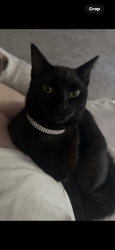 Lost Male Cat last seen Lilac Ridge and shoreline circle , San Ramon, CA 94582