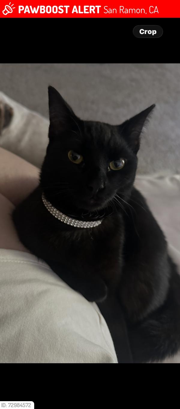 Lost Male Cat last seen Lilac Ridge and shoreline circle , San Ramon, CA 94582
