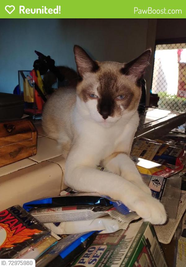 Reunited Male Cat last seen San Juan , Tustin, CA 92780