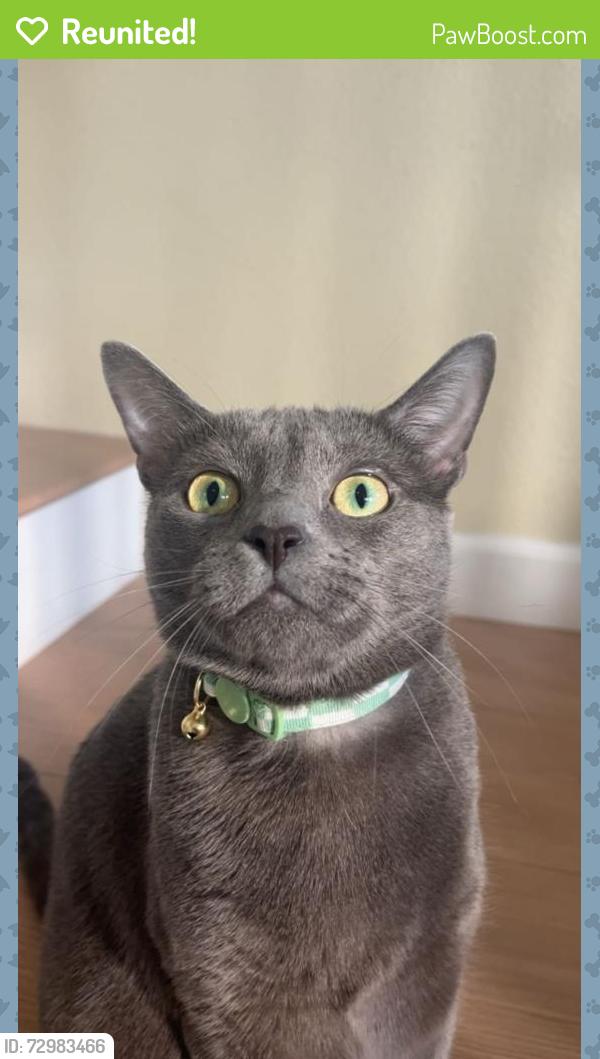 Reunited Female Cat last seen Corte Alegra, up the street from Gardener Middle School, Temecula, CA 92592