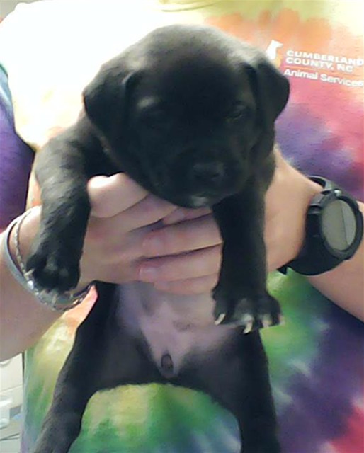 Shelter Stray Female Dog last seen Near BLOCK CEDAR CREEK RD, FAYETTEVILLE NC 28312, 4704 Corporation Dr, Fayetteville, NC 28306, USA