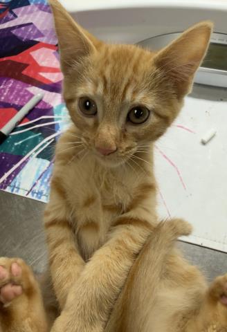 Shelter Stray Male Cat last seen Near BLOCK 3RD ST RIVERSIDE CA 92507, 6851 Van Buren Boulevard, Jurupa Valley, CA 92509, USA