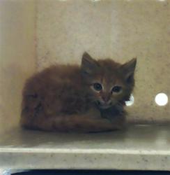 Shelter Stray Male Cat last seen Near H BULLARD RD, HOPE MILLS NC 28348, 4704 Corporation Dr, Fayetteville, NC 28306, USA