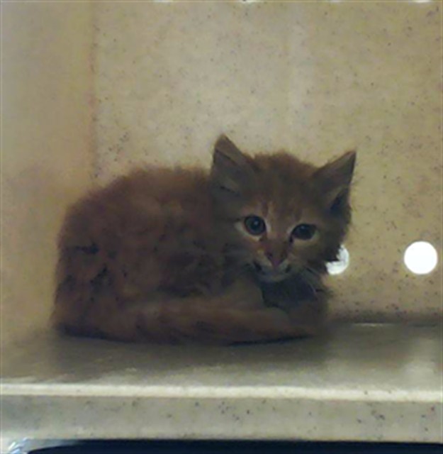 Shelter Stray Male Cat last seen Near H BULLARD RD, HOPE MILLS NC 28348, 4704 Corporation Dr, Fayetteville, NC 28306, USA