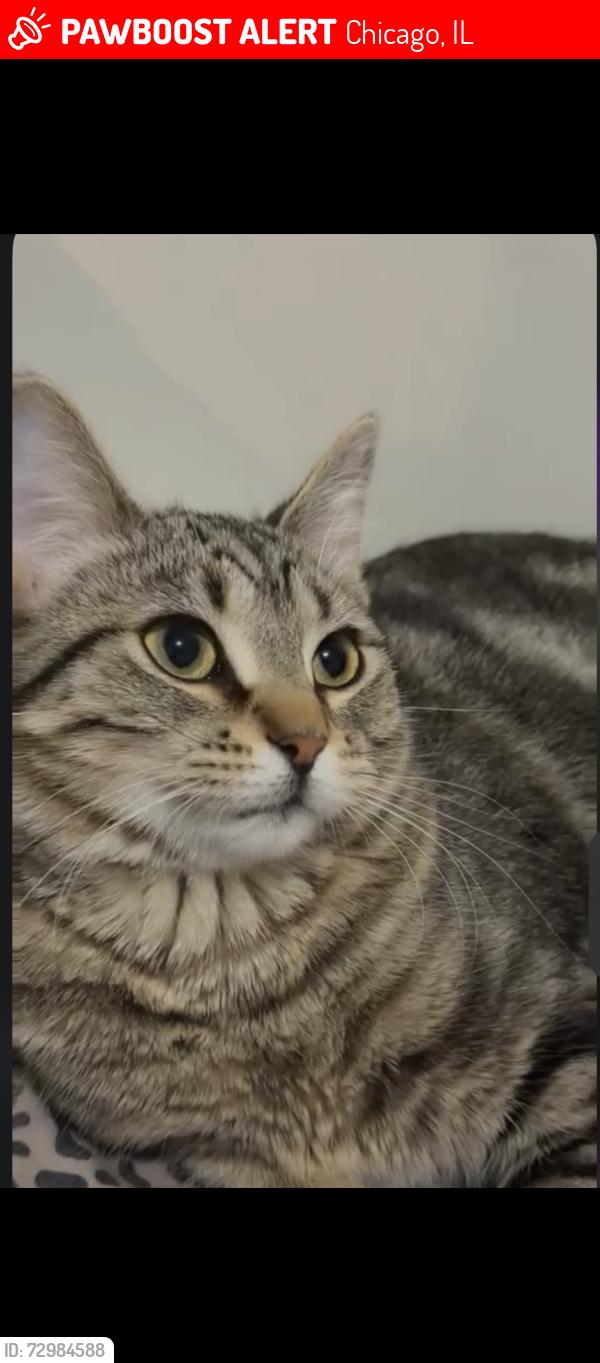 Lost Female Cat last seen Near w Eastwood ave, Chicago, IL 60625