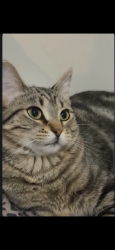 Lost Female Cat last seen Near w Eastwood ave, Chicago, IL 60625