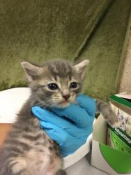 Shelter Stray Male Cat last seen Near BLOCK DONALD AVE, 6851 Van Buren Boulevard, Jurupa Valley, CA 92509, USA