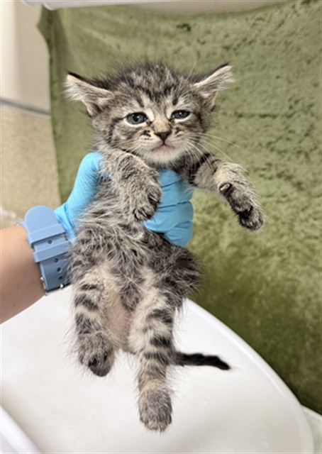 Shelter Stray Female Cat last seen Near BLOCK GRAND AVE, RIVERSIDE CA 92504, 6851 Van Buren Boulevard, Jurupa Valley, CA 92509, USA