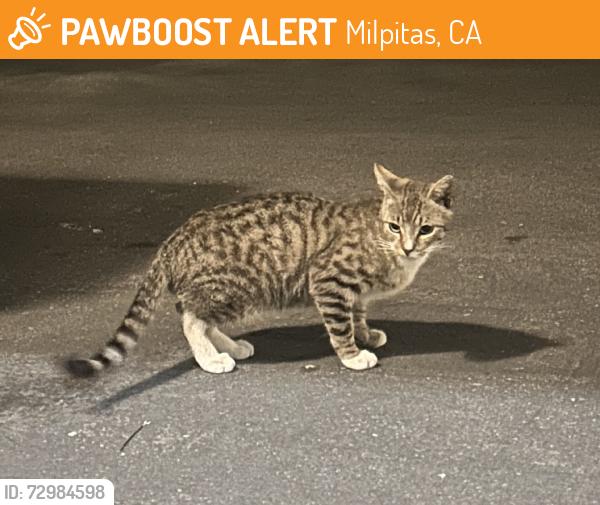 Found/Stray Unknown Cat last seen Next to church. S main st Contact me at miumiukd@gmail.com, Milpitas, CA 95035
