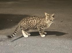 Found/Stray Unknown Cat last seen Next to church. S main st Contact me at miumiukd@gmail.com, Milpitas, CA 95035