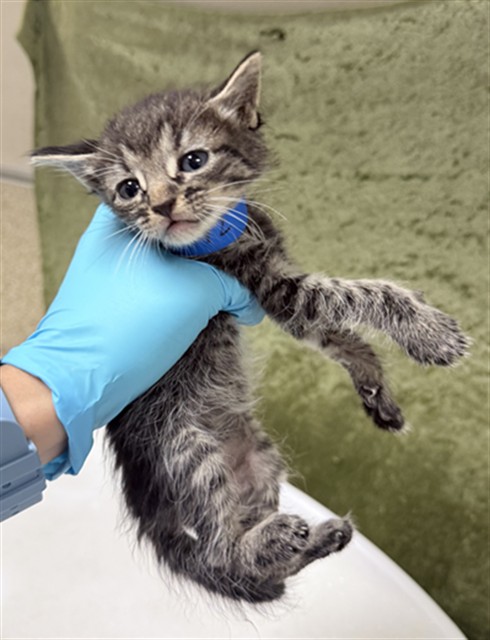Shelter Stray Male Cat last seen Near BLOCK GRAND AVE, RIVERSIDE CA 92504, 6851 Van Buren Boulevard, Jurupa Valley, CA 92509, USA