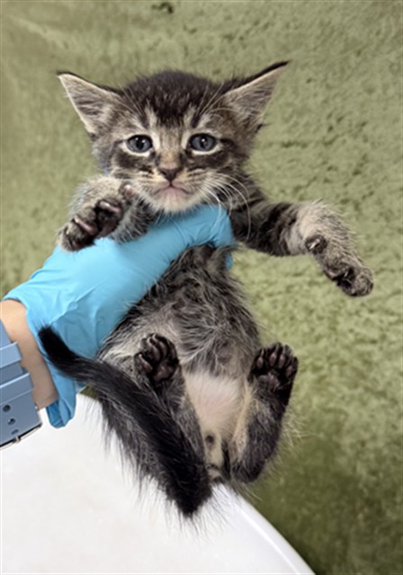 Shelter Stray Male Cat last seen Near BLOCK GRAND AVE, RIVERSIDE CA 92504, 6851 Van Buren Boulevard, Jurupa Valley, CA 92509, USA