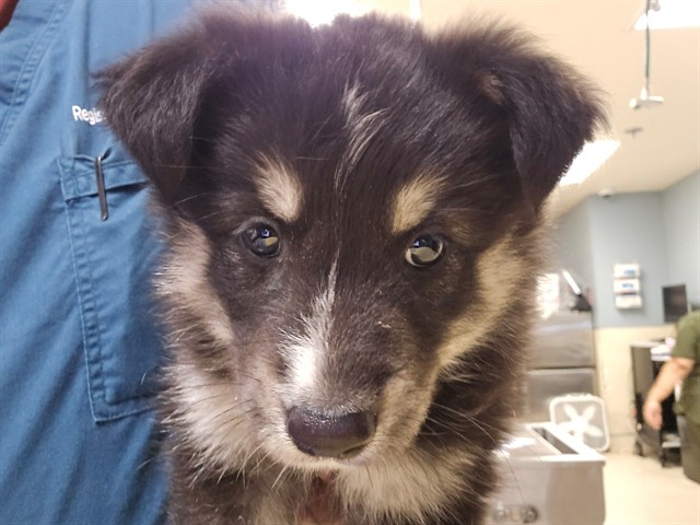 Shelter Stray Male Dog last seen Near BLOCK MACK ST, PERRIS, CA, 6851 Van Buren Boulevard, Jurupa Valley, CA 92509, USA