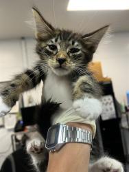 Shelter Stray Male Cat last seen Near BLOCK AVENIDA ATEZADA, DESERT HOT SPRINGS CA 92240, Thousand Palms, CA, USA