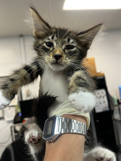 Shelter Stray Male Cat last seen Near BLOCK AVENIDA ATEZADA, DESERT HOT SPRINGS CA 92240, Thousand Palms, CA, USA