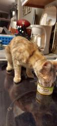 Reunited Female Cat last seen Orange Lake Blvd and SR 50, Clermont, FL 34711