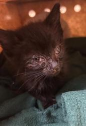 Shelter Stray Female Cat last seen SWEETBRIER WAY & MANORSIDE DR, 2127 Front St, Sacramento, CA 95818, USA