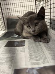 Shelter Stray Female Cat last seen , 11361 W Pico Blvd, Los Angeles, CA 90064, USA