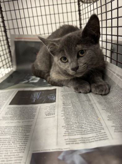 Shelter Stray Female Cat last seen , 11361 W Pico Blvd, Los Angeles, CA 90064, USA