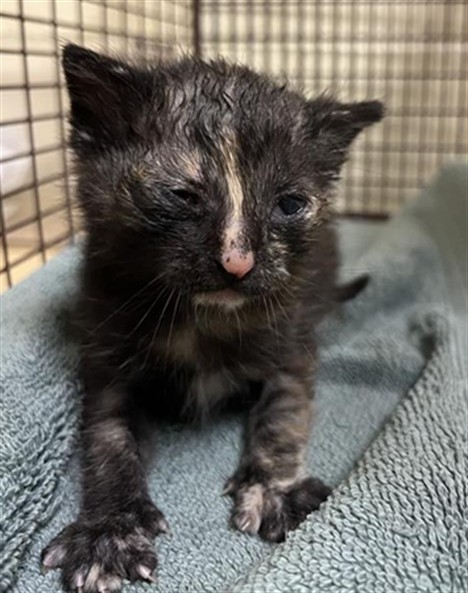 Shelter Stray Female Cat last seen BLAINE AVE & MAY ST, 2127 Front St, Sacramento, CA 95818, USA